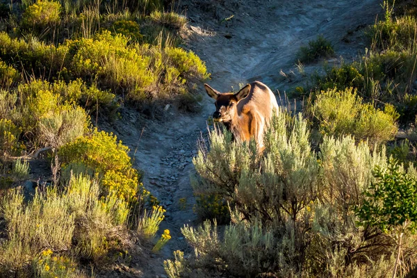 Wilde Elche Streifen Und Weiden Yellowstone Nationalpark — Stockfoto
