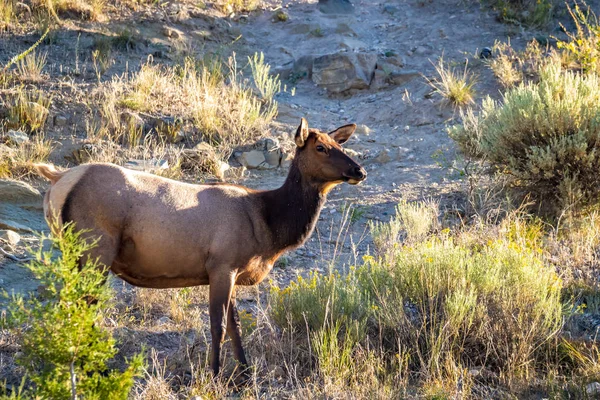 Alces Salvajes Que Deambulan Pastan Parque Nacional Yellowstone —  Fotos de Stock