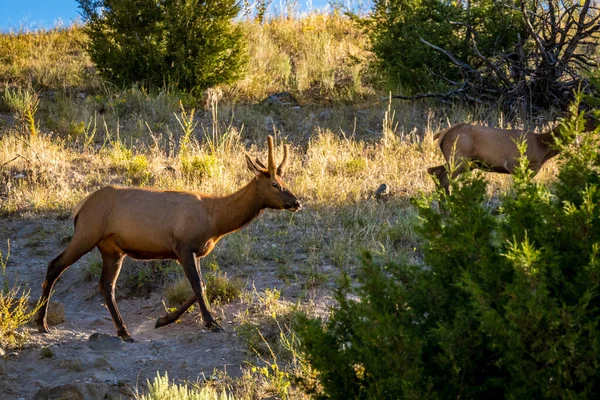 Wild Elk Roaming Pascolo Nel Parco Nazionale Yellowstone — Foto Stock