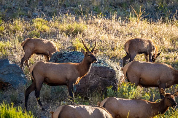 Wild Elks Roaming Grazing Yellowstone National Park — Stock Photo, Image