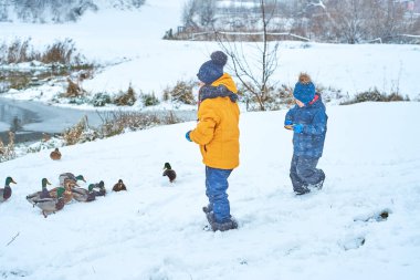Çocuklar kışın ördekleri besler.