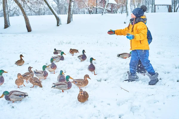 Děti krmí kachny v zimě — Stock fotografie