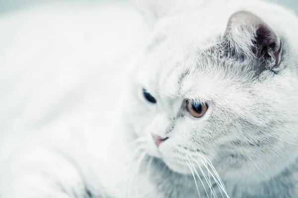 Ritratto Gatto Bianco Grigio Con Occhi Marroni Focalizzazione Morbida — Foto Stock