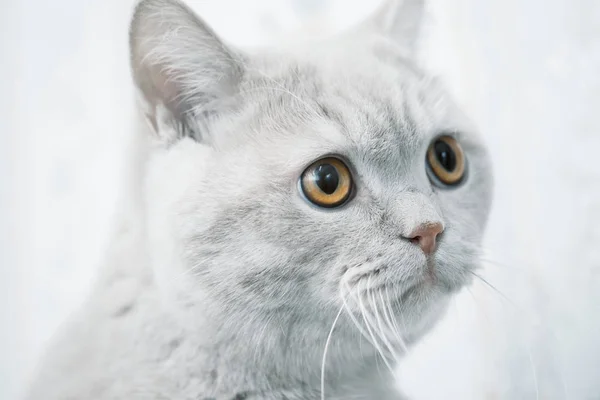 Retrato Gato Triste Lindo Gatito Tristeza Depresión Bigotes — Foto de Stock