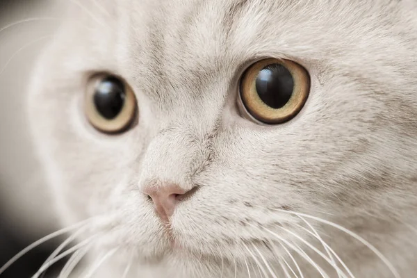 Retrato Gato Cinza Com Olhos Castanhos Close Macro — Fotografia de Stock