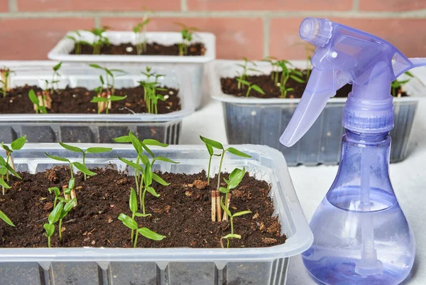 Ev yapımı fidanlar. Genç biber fidanları. Plastik su püskürtücü