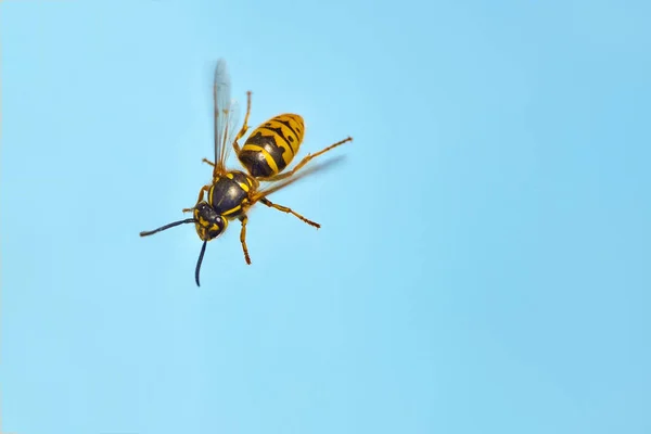 Eşek arısı gökyüzüne uçar. Makro. arkaplan