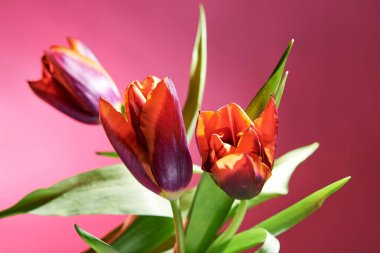 Arka planda çiçek açan kırmızı laleler.