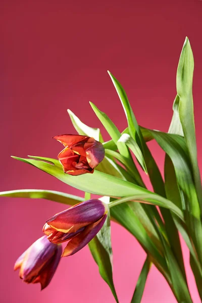 bouquet of blooming red tulips on the background