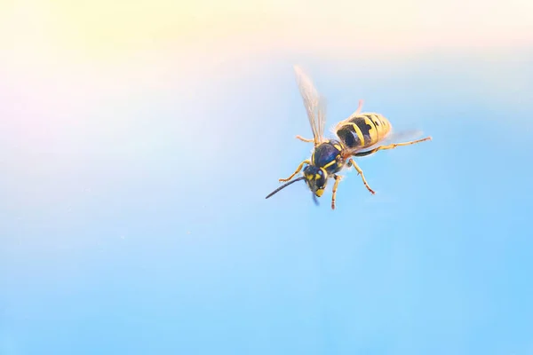 Avispa Vuela Hacia Cielo Macro Antecedentes — Foto de Stock