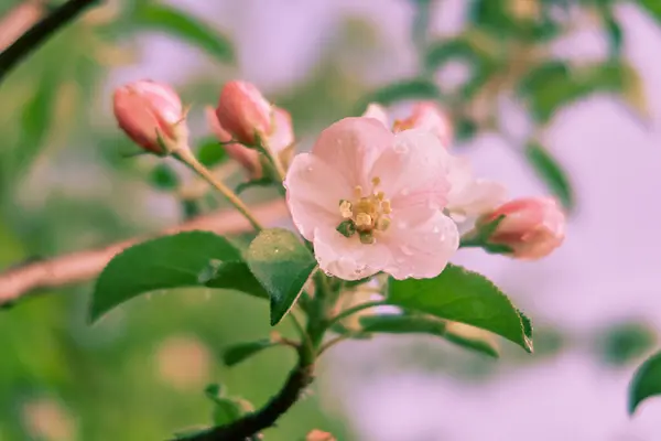 Macieiras Estão Florescendo Ramos Árvores Florescentes Primavera — Fotografia de Stock