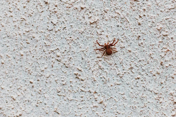 spider crawls on the wall concrete. texture. background