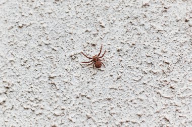 Duvarda örümcek sürünüyor. Doku. arkaplan