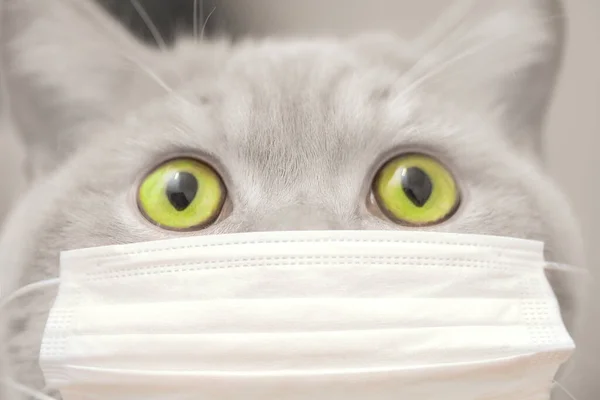 cat with green eyes in a protective medical mask. concept