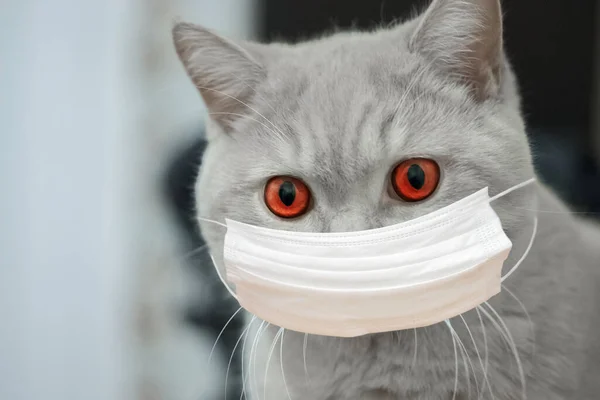 Gato Gris Con Ojos Rojos Máscara Médica Protectora Concepto — Foto de Stock