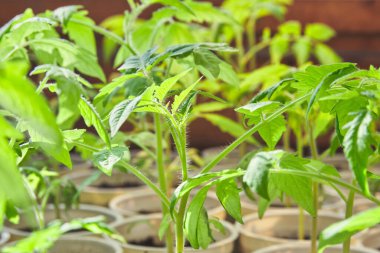 Plastik kaplarda taze domates fideleri. ev