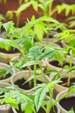 Plastik kaplarda taze domates fideleri. ev