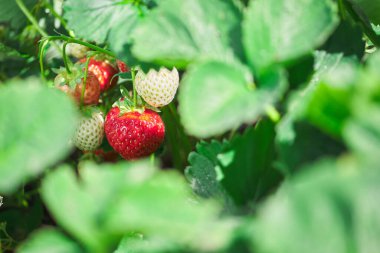 Bahçede taze kırmızı ve yeşil çilekler