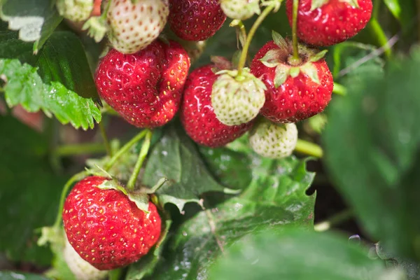 Fresas Frescas Arbusto Rojo Verde Jardín — Foto de Stock