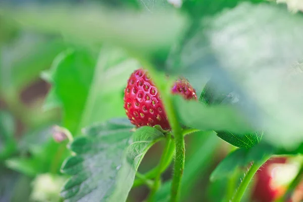 Saftige Rote Erdbeeren Natürliche Frische Beeren Garten — Stockfoto