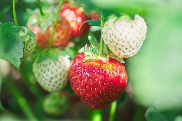 Fresas Frescas Arbusto Rojo Verde Jardín — Foto de Stock