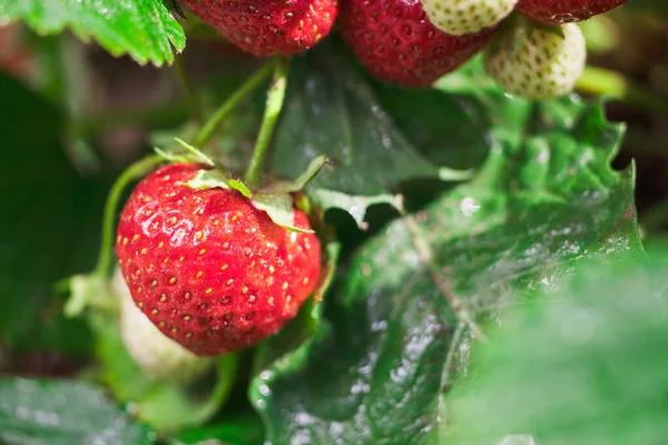 Fresas Rojas Frescas Jardín Primer Plano — Foto de Stock