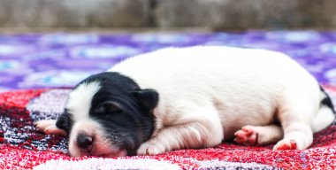 Sevimli Yeni Doğan Köpek Uyuyor 