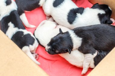 Sevimli Yeni Doğan Köpek Uyuyor 