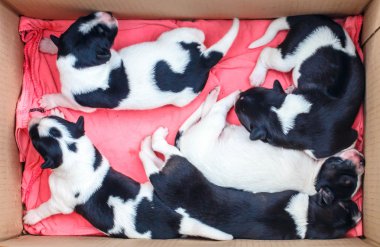 Sevimli Yeni Doğan Köpek Uyuyor 