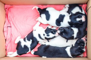 Sevimli Yeni Doğan Köpek Uyuyor 