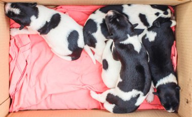 Sevimli Yeni Doğan Köpek Uyuyor 