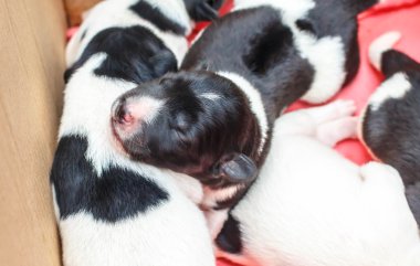 Sevimli Yeni Doğan Köpek Uyuyor 