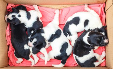 Sevimli Yeni Doğan Köpek Uyuyor 