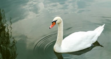 Gölette beyaz kuğu 