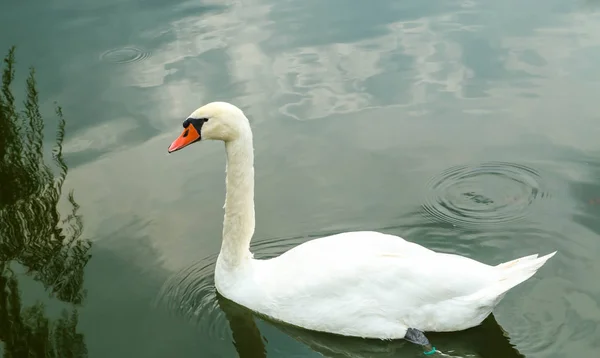 Cisne branco em um lago — Fotografia de Stock