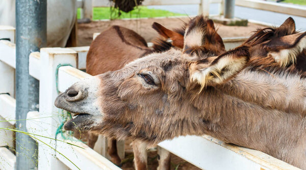 donkey in a farm 
