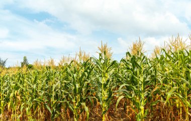 Tayland 'daki mısır çiftliği.