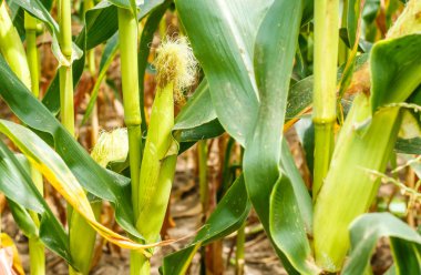 Genç cob Mısır sapı üzerinde. 
