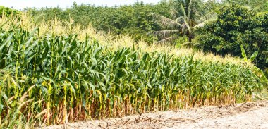 Genç cob Mısır sapı üzerinde. 