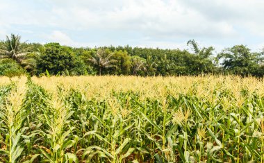 Genç cob Mısır sapı üzerinde. 