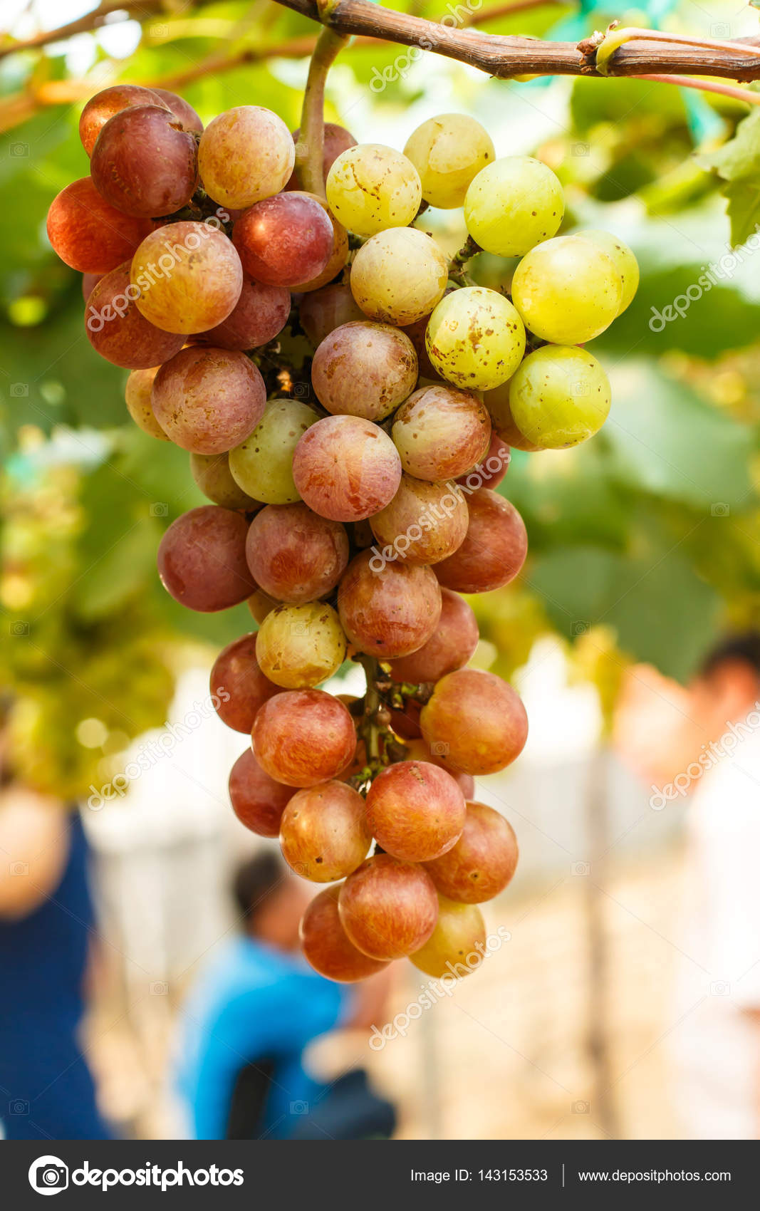 Branches of red wine grapes growing . Close up view of fresh red wine