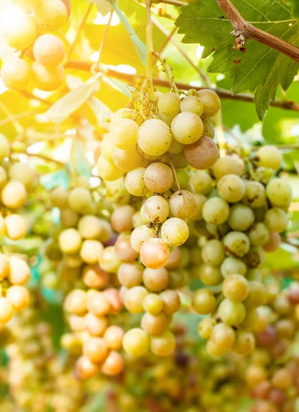 Branches of red wine grapes growing . Close up view of fresh red wine grape Vineyard view with big red grape growing. Natural grapevine