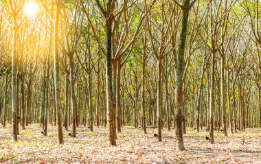 rubberboom bij zonsopgang in nevel in Zuid-thailand