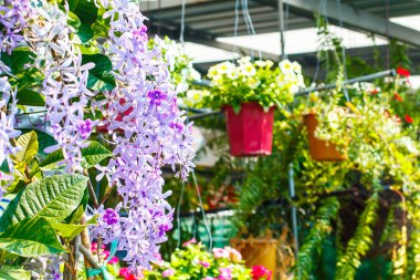 Tayland açık çiçekçi.