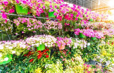 Tayland açık çiçekçi.