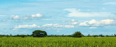 Şeker kamışı bitkileri hava 