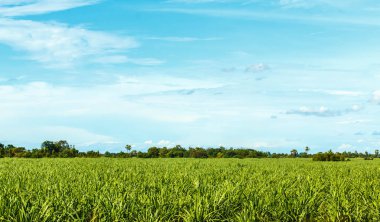 Şeker kamışı bitkileri hava 