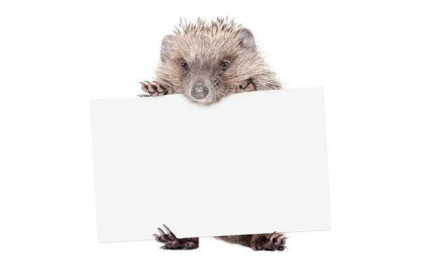 Hedgehog standing with a banner — Stock Photo, Image