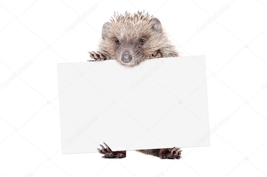 Hedgehog standing with a banner