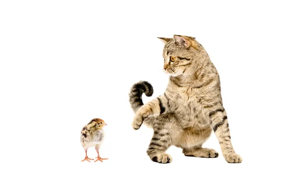 Playful cat Scottish Straight and little quail — Stock Photo, Image